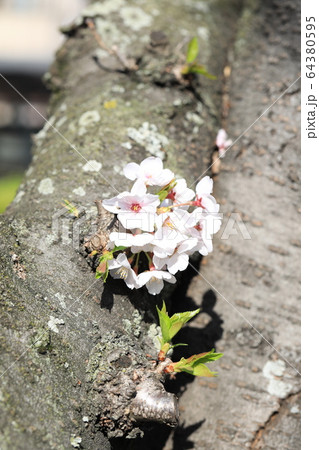 さくら さくら 64380595