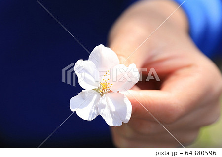 さくら さくら 64380596