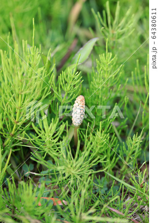 つくし つくし 64380611