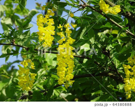 キングサリの花穂をクローズアップの写真素材
