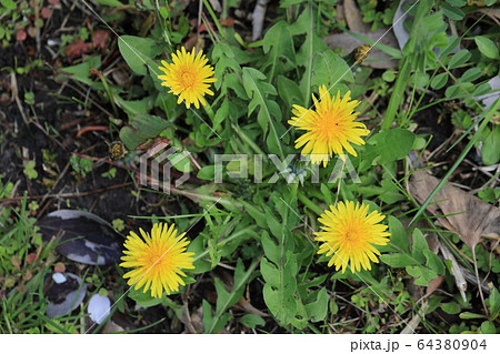 タンポポ タンポポ 64380904