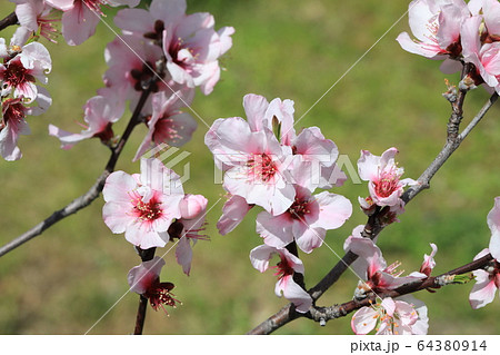 アーモンドの花 64380914
