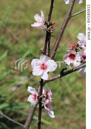 アーモンドの花 64380915