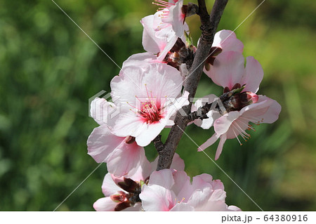 アーモンドの花 64380916