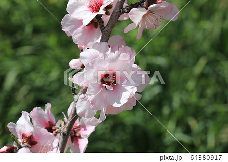 アーモンドの花 64380917