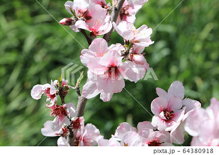 アーモンドの花 64380918