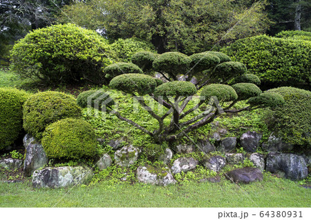 よく手入れされた松の木の写真素材