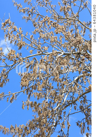 ヤマナラシ 64381040