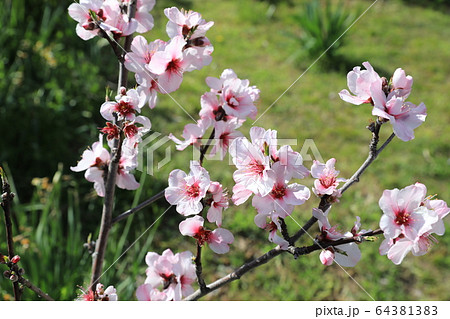 アーモンドの花 64381383