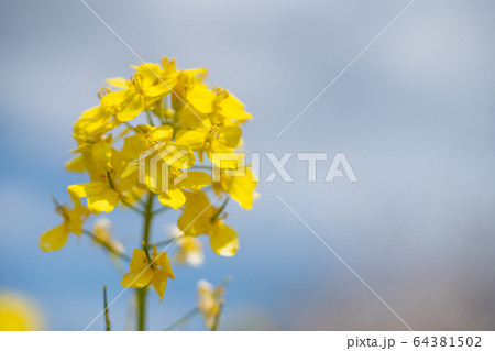 菜の花 菜花 春 菜の花畑 黄色 花 季節の写真素材