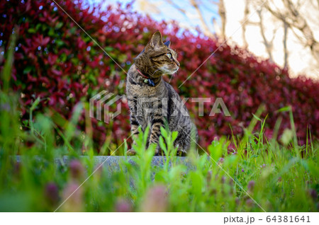 公園のキジトラ猫。 64381641