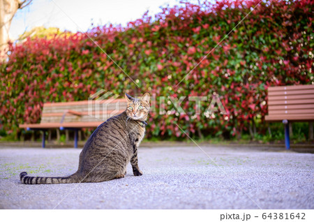 公園のキジトラ猫。 64381642