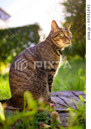 公園のキジトラ猫。 64381643