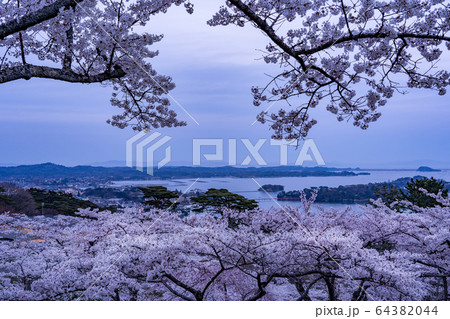 宮城県　松島町　満開の桜と西行戻しの松公園　春の松島湾 64382044