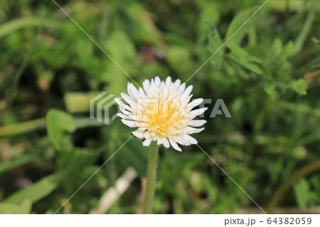 シロバナタンポポ 64382059