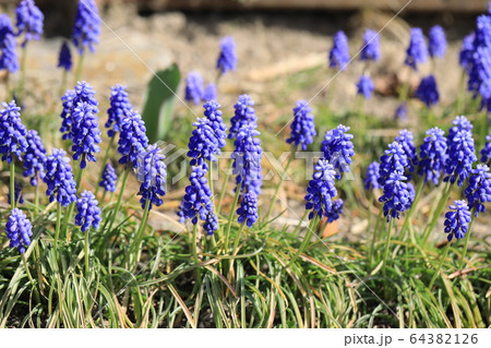 ムスカリ 64382126