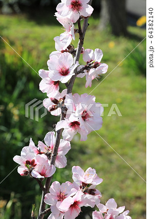 アーモンドの花 64382140