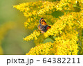 ベニシジミとセイタカアワダチソウ 64382211