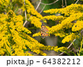 ヒメアカタテハとセイタカアワダチソウ 64382212