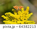 キタテハとセイタカアワダチソウ 64382213