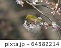 桜とメジロ 64382214