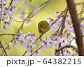 メジロと桜 64382215