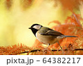 シジュウカラとラクウショウ 64382217