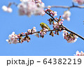 メジロと桜 64382219
