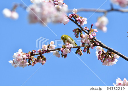 メジロと桜 64382219