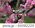 シジュウカラと桃の花 64382220