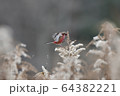ベニマシコとセイタカアワダチソウ 64382221