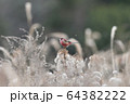 ベニマシコとセイタカアワダチソウ 64382222