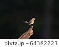 ニシオジロビタキ 64382223