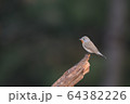 ニシオジロビタキ 64382226