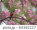 ヤマガラ枝垂桜 64382227