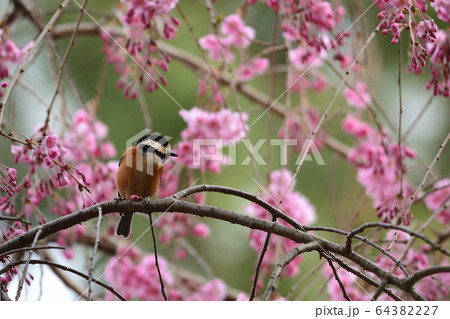 ヤマガラ枝垂桜 ヤマガラ枝垂桜 64382227