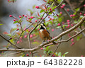 ヤマガラと赤い花 64382228