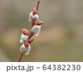 ネコヤナギのつぼみ 64382230