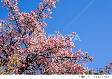 熱海桜の写真素材