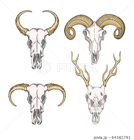 Collection Of Skulls Of Wild Animals Western のイラスト素材