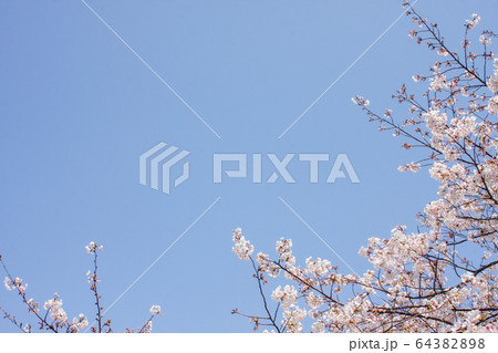 桜と青空 64382898