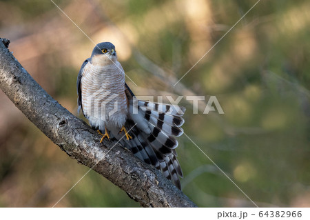 春のハイタカ 春のハイタカ 64382966