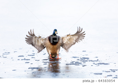 Mallard duck on ice Mallard duck on ice 64383054