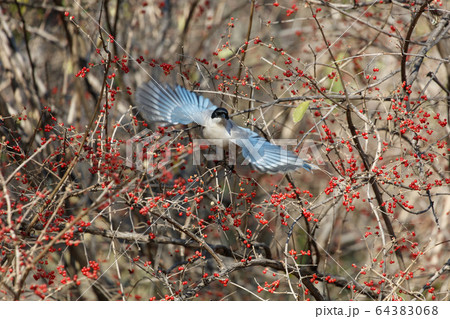 Azure winged magpie Azure winged magpie 64383068