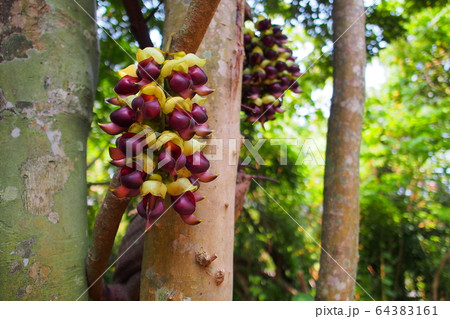 イルカンダの花  沖縄 北部 やんばる 64383161