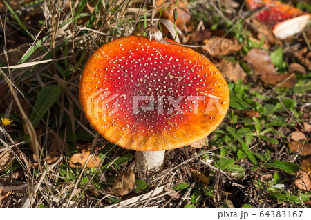 Red Amanita mushroom Red Amanita mushroom 64383167