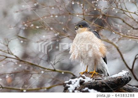 春のハイタカ 64383288