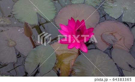 水に咲く花の写真素材