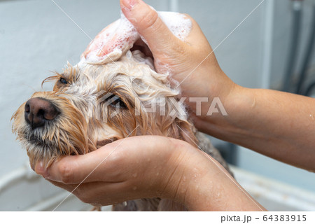 キャバプーのシャンプー 64383915