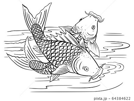 鯉 コイ にしきごいのイラスト素材